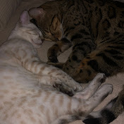 Profile Picture of Tracey Capuzziello (@traceystultz5696) on Youtube