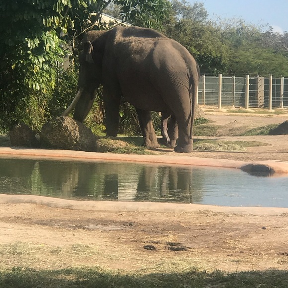 Profile Picture of Alex Sanon (@alexsanon16h) on Poshmark