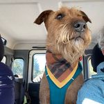 Profile Picture of Clancy The Irish Terrier Perth (@clancy_the_irish) on Instagram