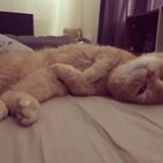 Profile Picture of Kenny Feng (@orangecatcute) on Instagram