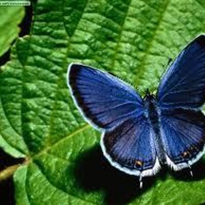 Profile Picture of Alice Juarez (@alicejuarez17) on Twitter