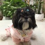 Profile Picture of  (@lucy__shih_tzu) on Instagram