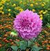 Profile Picture of Lazina Shaikh (@lazina.shaikh.18007) on Facebook