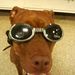 Profile Picture of Roxy Graybeal (@jasonmgraybeal) on Pinterest