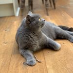 Profile Picture of Anna D'Arcy Ryan (@bella_andblue) on Instagram