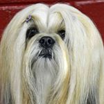 Eugene Purvis Mit Gyaltsen - Instagram Profile Picture of Eugene Purvis Mit Gyaltsen (@eugenepurvisgyaltsen) on Instagram