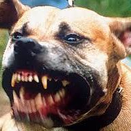 Profile Picture of Alberto Serafino (@alberto.schifon) on Facebook