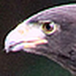 Profile Picture of Michael Foster (@mfoster61x) on Flickr