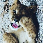 Profile Picture of Андрей Таран (@taran_lion) on Instagram