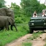 Profile Picture of Bridgit Griessel (@liveafricasafari) on Facebook
