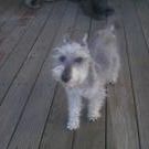 Profile Picture of Lisa Sitko (@scruffymuffin) on Pinterest