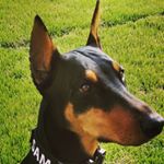 Profile Picture of Sam🐺_Shan🦋 (@samthedobie_shannon) on Instagram