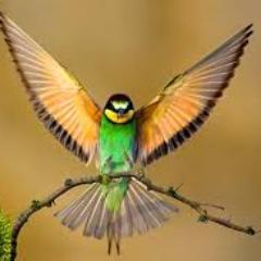 Profile Picture of Bruk Yigezu (@brukyigez) on Twitter