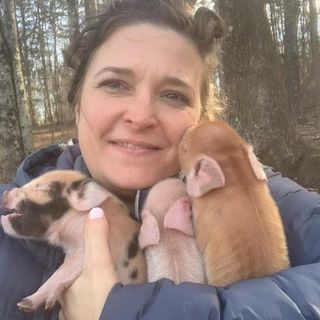 Profile Picture of Kristen Jarvis Keeling (@raisingacorns) on Instagram