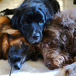 Profile Picture of Lovemy3pups (@lovemy3pups) on Flickr