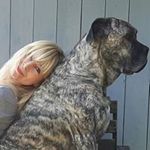 Profile Picture of cane corso tina (@martinariesberg) on Instagram