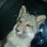 Profile Picture of autumn  faulkner (@dont1play1with1bannas1) on Instagram