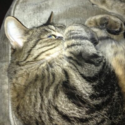 Profile Picture of Deborah Daniel (@daniel_deborah) on Twitter