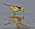 Citrine wagtail - Wikipedia Profile Picture of Citrine wagtailon Wikipedia