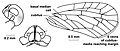 Profile Picture of Sumangala (planthopper)on Wikipedia
