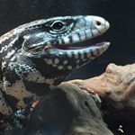 Profile Picture of Nicholas Quinones (@q_gami) on Instagram