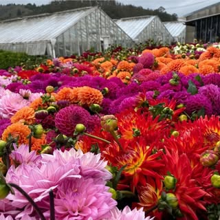 Profile Picture of Repetto’s Nursery and Florist (@repettosnurseryandflorist) on Instagram