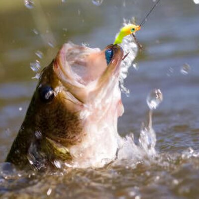 Profile Picture of Danny Beal (@bigdaddy5666) on Twitter