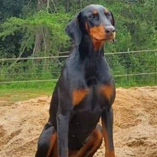 Profile Picture of Brandon Janyssek (@Brandon-Janyssek) on Facebook