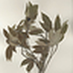 Profile Picture of Herbarium Of George B. Hinton (banco De Imágenes) (@herbarium of george b. hinton (banco de imágenes)) on Flickr