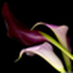 Profile Picture of Robert Haynes (@sugar flower studio) on Flickr