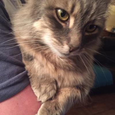 Profile Picture of Raymond Harland (@harlandray) on Twitter