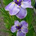 Profile Picture of Paulette Glauser (@pgsd) on Pinterest