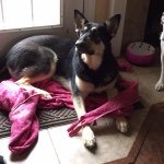 Adam Hogg - Instagram Profile Picture of Adam Hogg (@mrhogg19) on Instagram