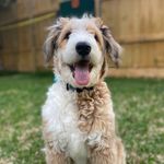 Profile Picture of Earl Benson (@earltheaussiedood) on Instagram