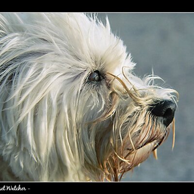 Profile Picture of Mark Curry (@mcc28x) on Twitter