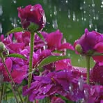 Profile Picture of Frances Bohnsack (@frances.bohnsack.3) on Facebook