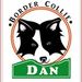 Profile Picture of Dan Border Collies (@bordercolliepue) on Pinterest