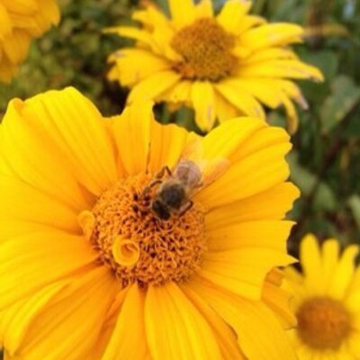 Profile Picture of Pam Townsend (@katiebeejim) on Twitter