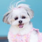 Profile Picture of Abby! (@abby.pup) on Instagram