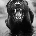 Profile Picture of Joshua Mallard (@malliefit50) on Instagram