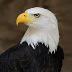 Profile Picture of Alex (@mp__selvagem) on Instagram