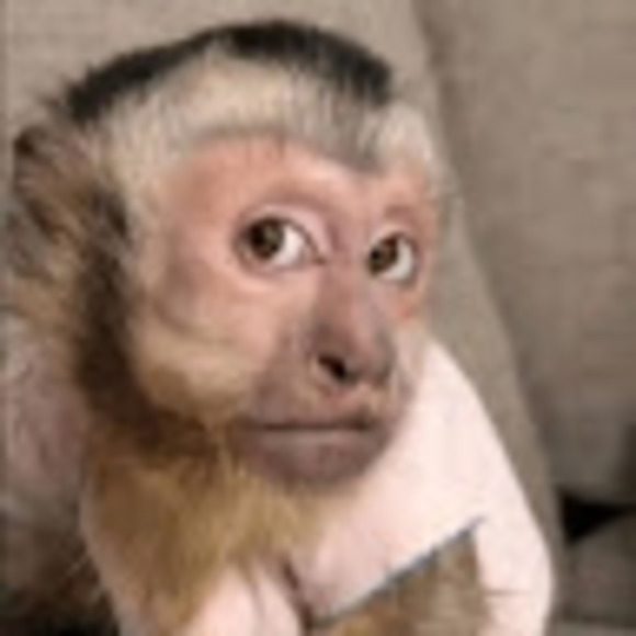 Profile Picture of Angelina Lezama (@angelinaleza718) on Poshmark