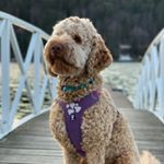 Profile Picture of LUDDE🐶 (@ludde.the.cobberdog) on Instagram