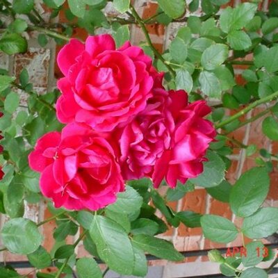Profile Picture of Pam Rowe (@melladee443) on Twitter