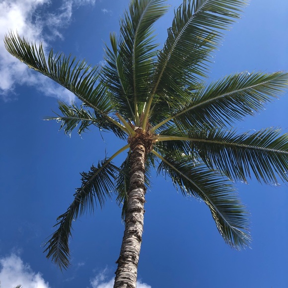 Profile Picture of Kaname Azuma (@kanameinhawaii) on Poshmark