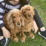 Profile Picture of Aaron & Leone (@aaron_leonecockerspaniel) on Instagram