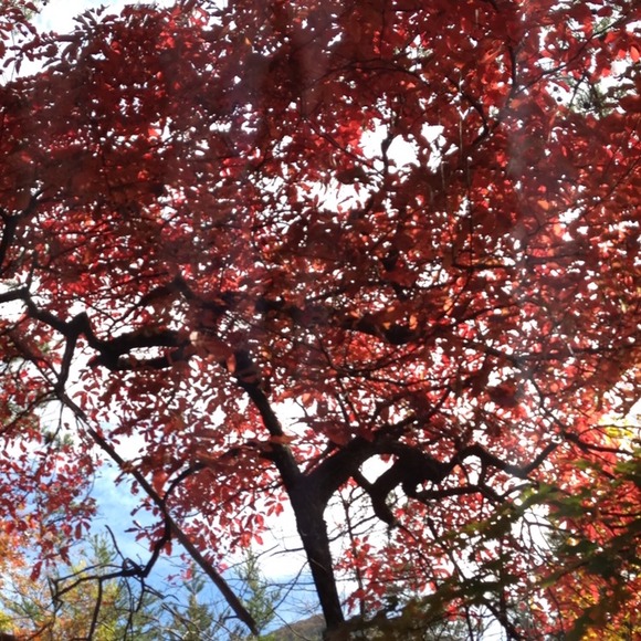 Profile Picture of Savannah Arnold (@sav1232) on Poshmark