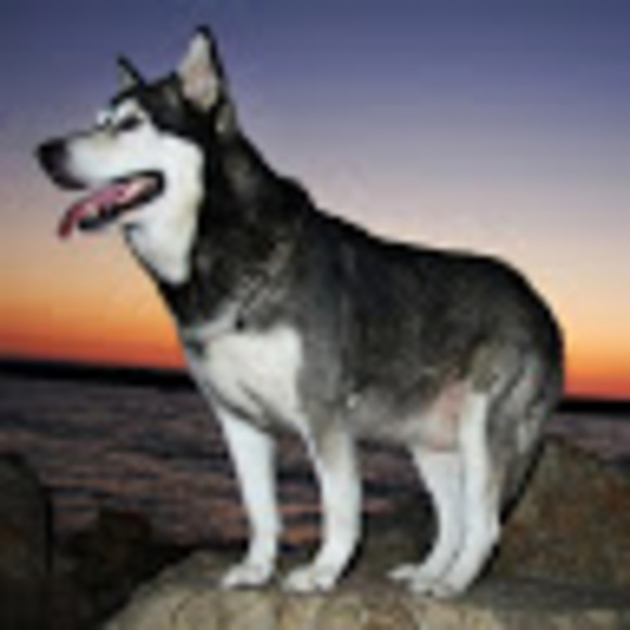 Profile Picture of Paula Rowlands (@paula_rowlands) on Poshmark