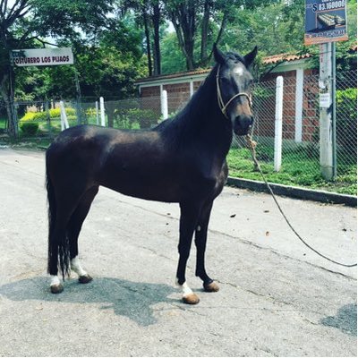 Profile Picture of Fernando Gongora (@fercaballo) on Twitter