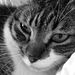 Profile Picture of Dorrie Raymond (@dorrieraymond) on Pinterest